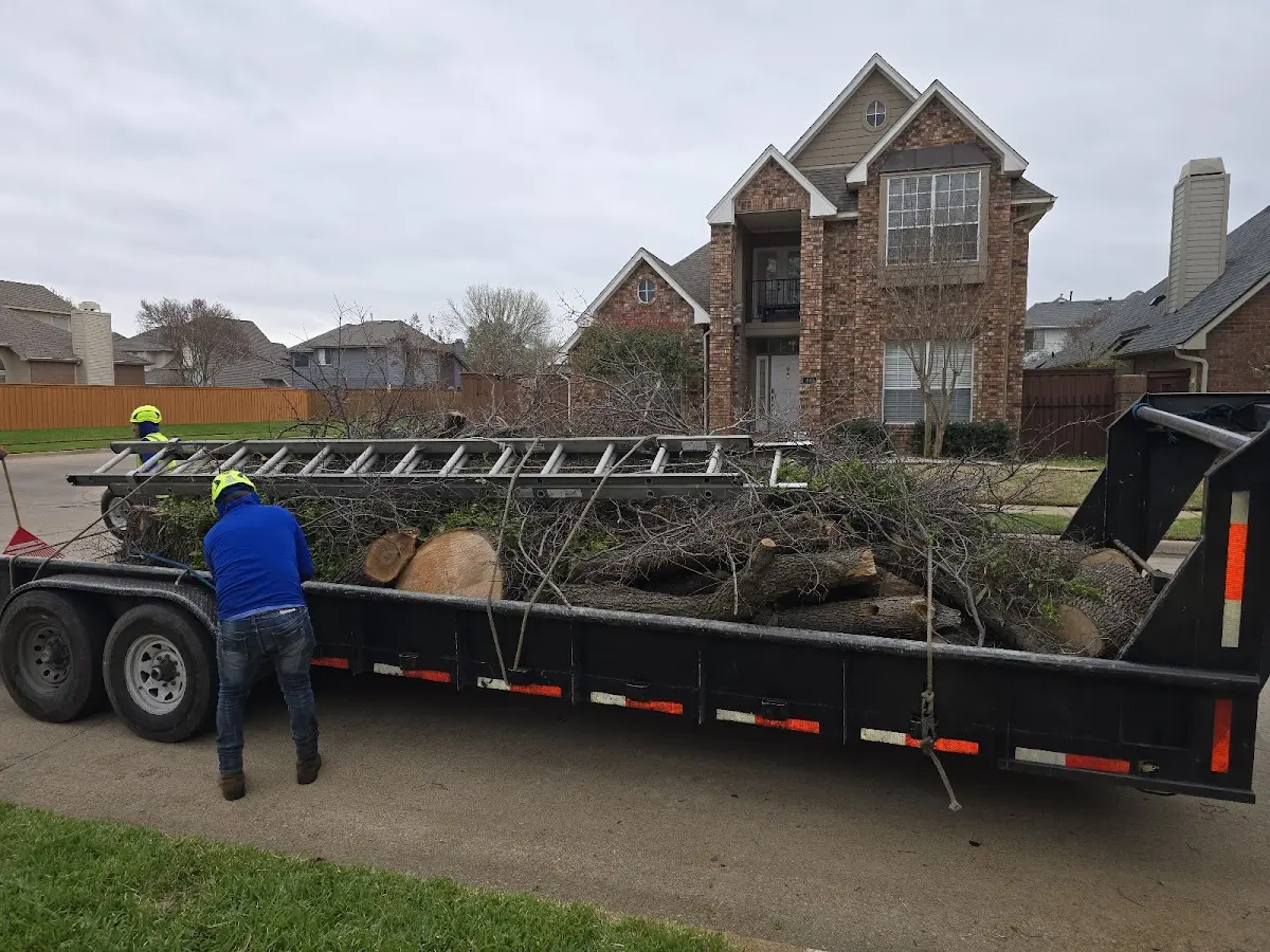 Expert Tree Removal with proper safety equipment in Dequincy
